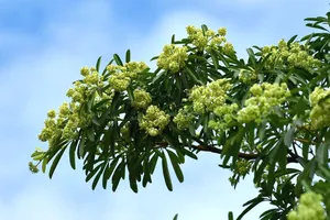 Hà Nội xem xét cắt tỉa chùm hoa sữa để giảm mùi quá nồng. Ảnh: V. NIỆM