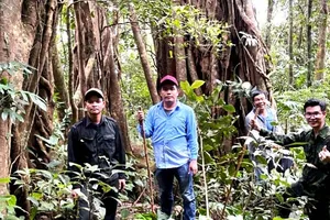 Các chuyên gia và đại diện đơn vị quản lý rừng Quảng Ngãi khảo sát giá trị dược liệu dưới tán rừng Cà Đam. Ảnh: XUÂN HUYÊN