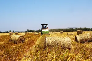 “Chợ rơm” giữa đồng