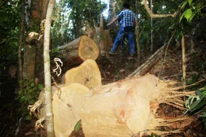 Xem xét kỷ luật cán bộ, lãnh đạo để lâm tặc "xẻ thịt" rừng phòng hộ 