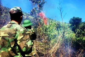 Trên 100 người cật lực dập lửa ở rừng Đèo Cả để bảo vệ rừng và nhà cửa