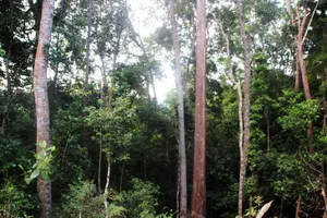 Huy động toàn bộ chó săn vào rừng tìm kiếm kiểm lâm “mất tích“
