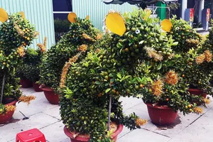 Ngắm bonsai quất tạo hình chuột độc đáo ở Bình Định
