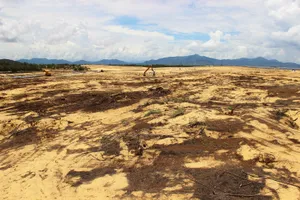 Nhiều héc ta rừng phòng hộ ven biển Bình Định bị san phẳng