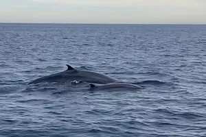 Thêm đàn cá voi khoảng 7 con xuất hiện ở ven biển Đề Gi, Bình Định