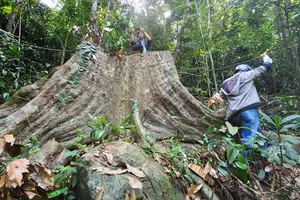 Vụ cổ thụ bị "xẻ thịt" giữa rừng phòng hộ ở Bình Định: Đủ căn cứ xử lý hình sự
