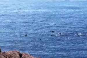 Xuất hiện đàn cá heo trên 20 con vào sát bờ biển Phú Yên