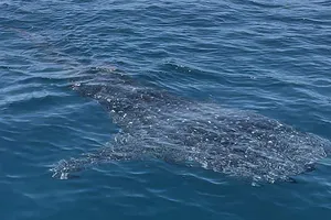 Du khách reo hò khi bất ngờ gặp "điềm may" cá nhám voi ở biển Kỳ Co - Eo Gió