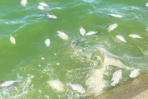 Phú Yên: Cá chết la liệt ở hồ điều hòa
