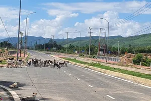 Phú Yên: Yêu cầu xử lý các công trình vốn Nhà nước sử dụng đất không hợp pháp