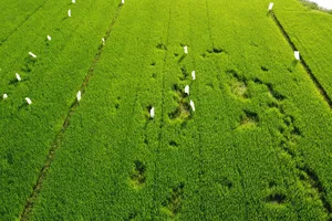 Bình Định: Nông dân khốn đốn với "ông tý"