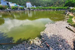 Cá chết nổi trắng hồ sinh thái giữa TP Quy Nhơn, Bình Định