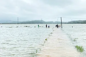 Xót xa cảnh nước lụt "nhấn chìm" ruộng lúa của nông dân Phú Yên