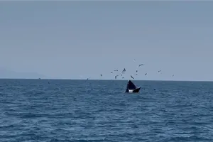 Du khách thích thú khi cá voi nặng 600kg xuất hiện sát bờ biển Bình Định