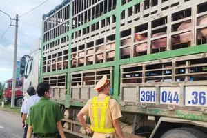 Phát hiện 54 con heo nghi mắc dịch bệnh đang vận chuyển vào Nam