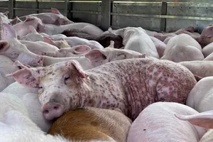 Ngăn chặn vụ gom 220 con heo nhiễm dịch tả để bán kiếm lời