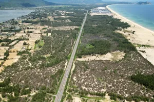 Gia Lai: Rừng dương ven biển chết khô hàng loạt