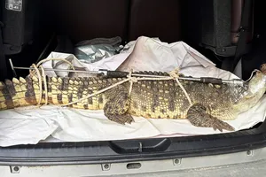 Cá sấu hơn 50kg bò vào khu dân cư phố biển Quy Nhơn