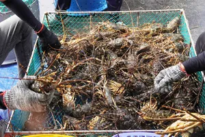 Thương lái đổ đến thủ phủ tôm hùm miền Trung mua tôm “chạy bão”