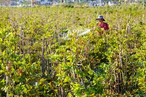 Thủ phủ mai tết miền Trung điêu đứng sau bão