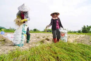 "Thủ phủ" kiệu tết miền Trung vào mùa thu hoạch 