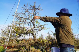 Làng hoa kiểng vùng bão lũ hối hả vào vụ tết