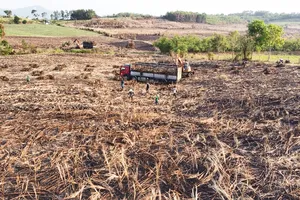 Điều tra làm rõ vụ hơn 134 ha mía ở Đắk Lắk bị cháy