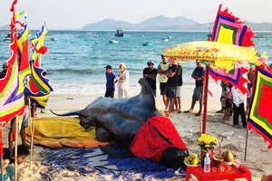 Cá voi 2 tấn dạt vào biển Đắk Lắk, 3 lần “giải cứu” bất thành