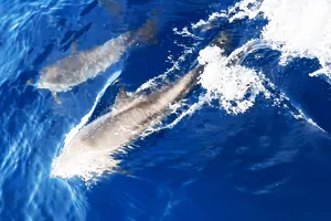 Đàn cá heo gần 150 con bám sát tàu du lịch ở biển Hòn Khô - Nhơn Hải