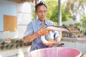 Gầy dựng cơ nghiệp tiền tỷ nhờ nuôi cá chình bằng vi sinh
