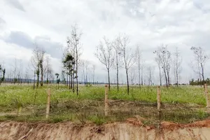Tìm hướng chuyển đổi diện tích cao su kém hiệu quả ở Gia Lai