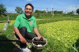 Độc đáo mô hình nuôi ốc bươu đen bằng thảo dược