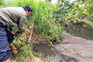 Phú Yên: Nóng chuyện ô nhiễm môi trường của các trang trại chăn nuôi