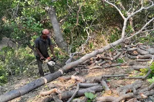 Ngang nhiên bạt đồi làm kho sầu riêng
