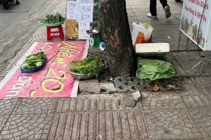 Lối đi người khiếm thị... đâm vào cây xanh, cột điện