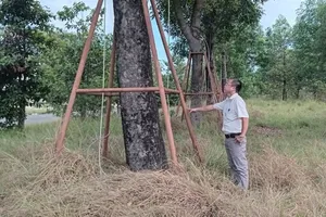 Cây xanh “bứng đi dưỡng” giờ ra sao?