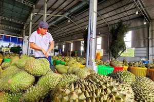 Sầu theo trái sầu riêng: “Tù mù” nguồn gốc chất cấm