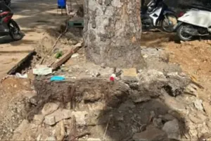 Bảo vệ cây xanh