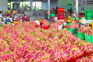 Chưa được cấp chứng thư: Nông sản qua thị trường châu Âu bị tắc