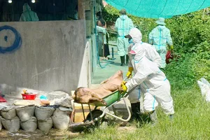 Người chăn nuôi lao đao vì dịch bệnh trên đàn heo