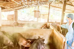Đồng Nai siết chặt phòng, chống dịch tả heo châu Phi