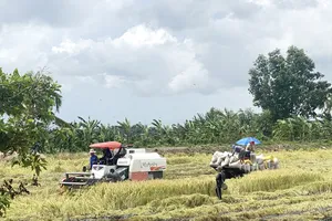 Vụ lúa hè thu ở ĐBSCL: Huề vốn là mừng!