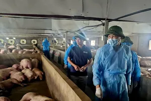 Không để thiếu thịt heo dịp tết