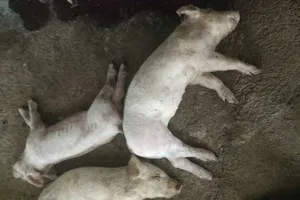 Gom heo chết vì dịch làm thức ăn cho cá