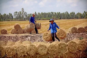 Tìm đầu ra cho rơm