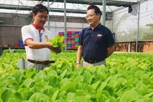 Liên kết trồng rau, quả sạch