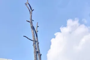 Cây xanh chết khô