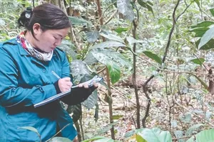 Tiềm năng chè cổ thụ Tà Đùng