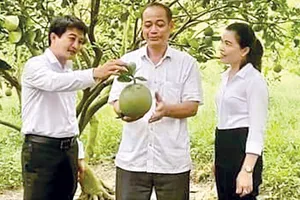 Làm giàu từ đất