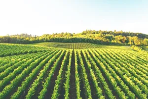 EU tung gói hỗ trợ mới cho rượu vang châu Âu